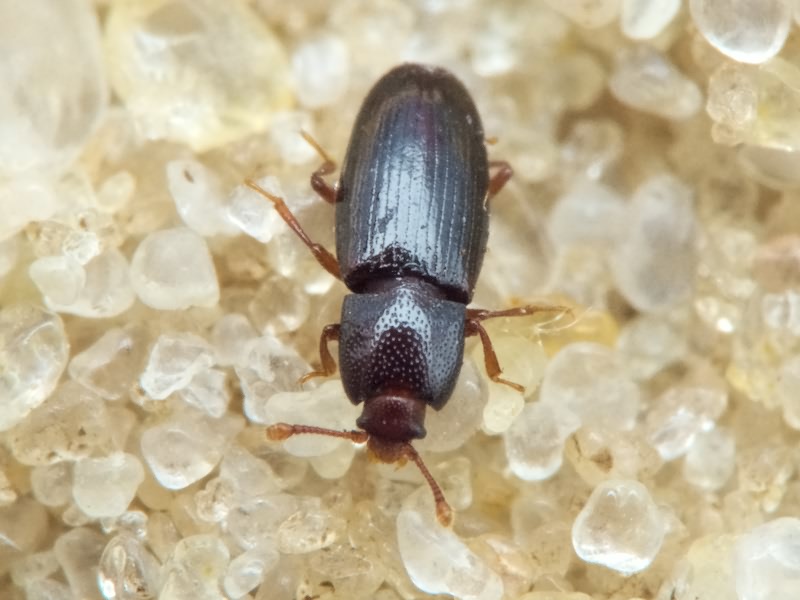 Cerylon histeroides (Fabricius, 1792)